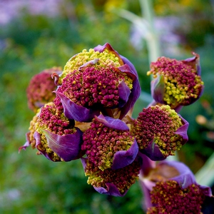 Bouquet de fleurs en forme de boules jaune et fuschia - France  - collection de photos clin d'oeil, catégorie plantes